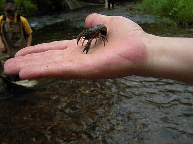 Рак на руке фото как выглядит File:Crayfish in hand.jpg - Wikimedia Commons