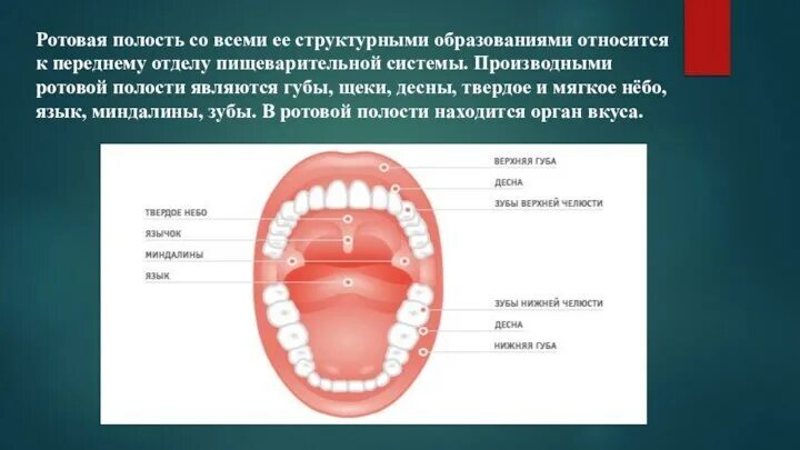 Рак неба фото и признаки Развитие органов полости рта и их возможные аномалии.