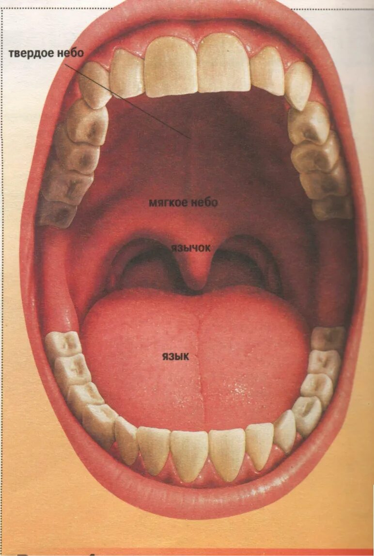 Рак неба во рту фото и описание Что полость рта после
