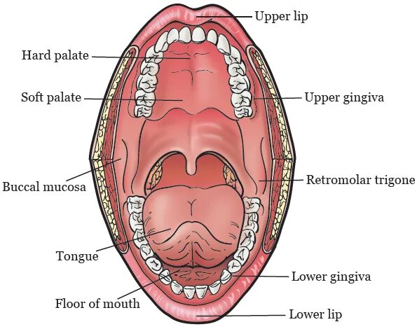 Рак неба во рту фото и описание About Mouth (Oral Cavity) Cancer Memorial Sloan Kettering Cancer Center