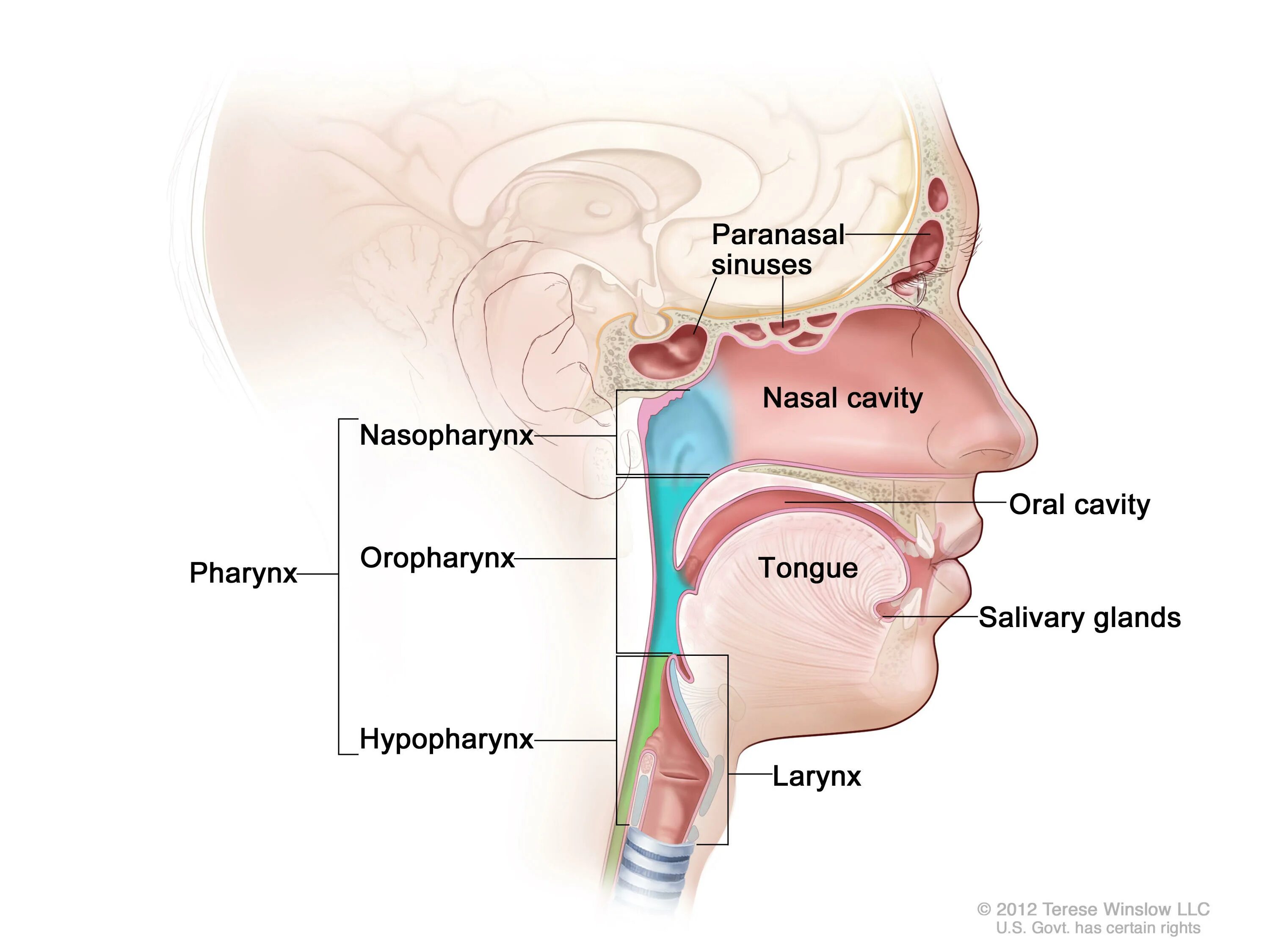 Рак носоглотки симптомы и признаки фото Head and Neck Cancer—Health Professional Version - NCI