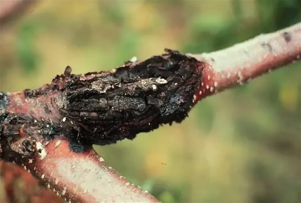 Рак персика фото Pin on Fruit Trees