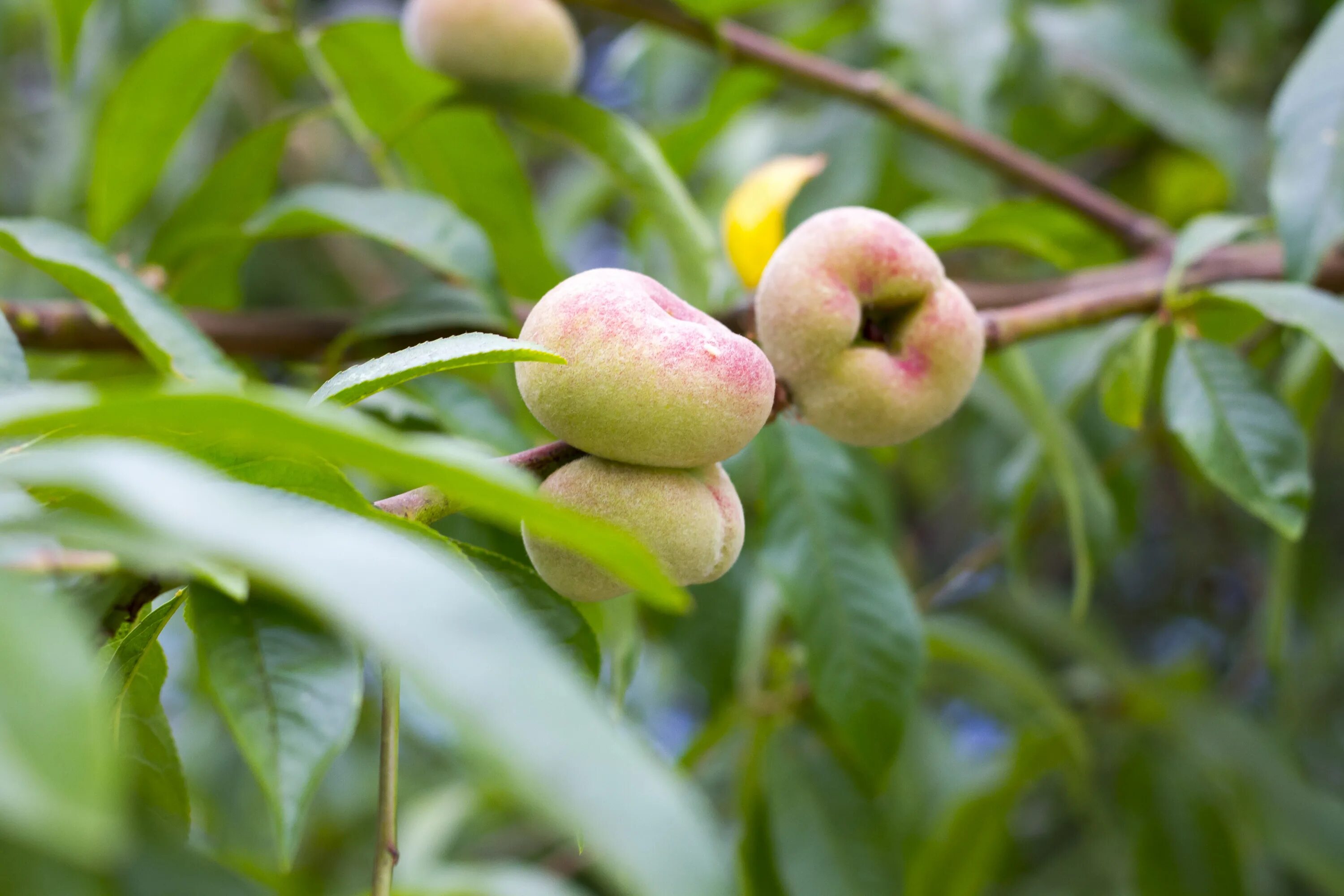 Рак персика фото Free Images : tree, nature, branch, fruit, flower, floral, food, produce, evergr