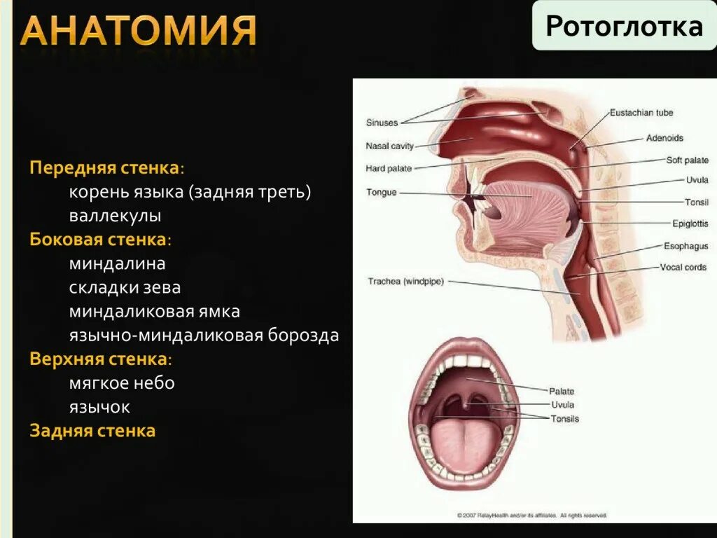 Рак ротоглотки симптомы и фото КТ-диагностика злокачественных опухолей ротовой полости, глотки, гортани