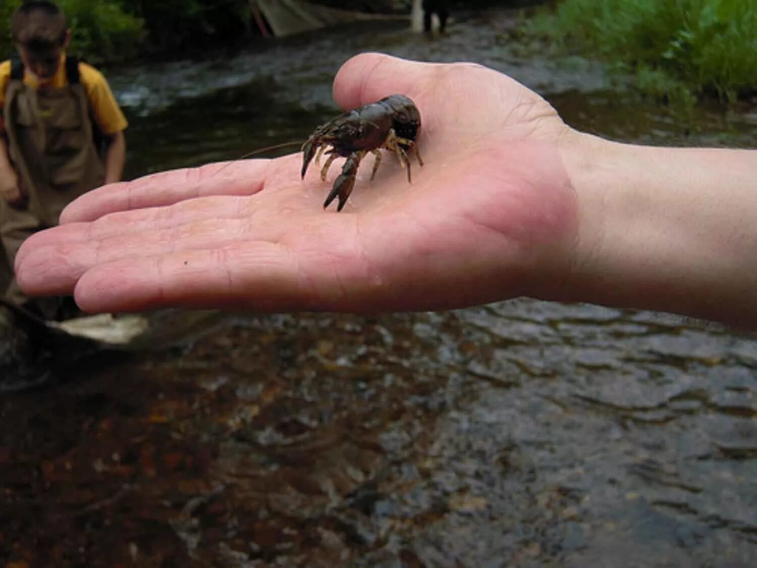 Рак руки фото File:Crayfish in hand.jpg - Wikimedia Commons