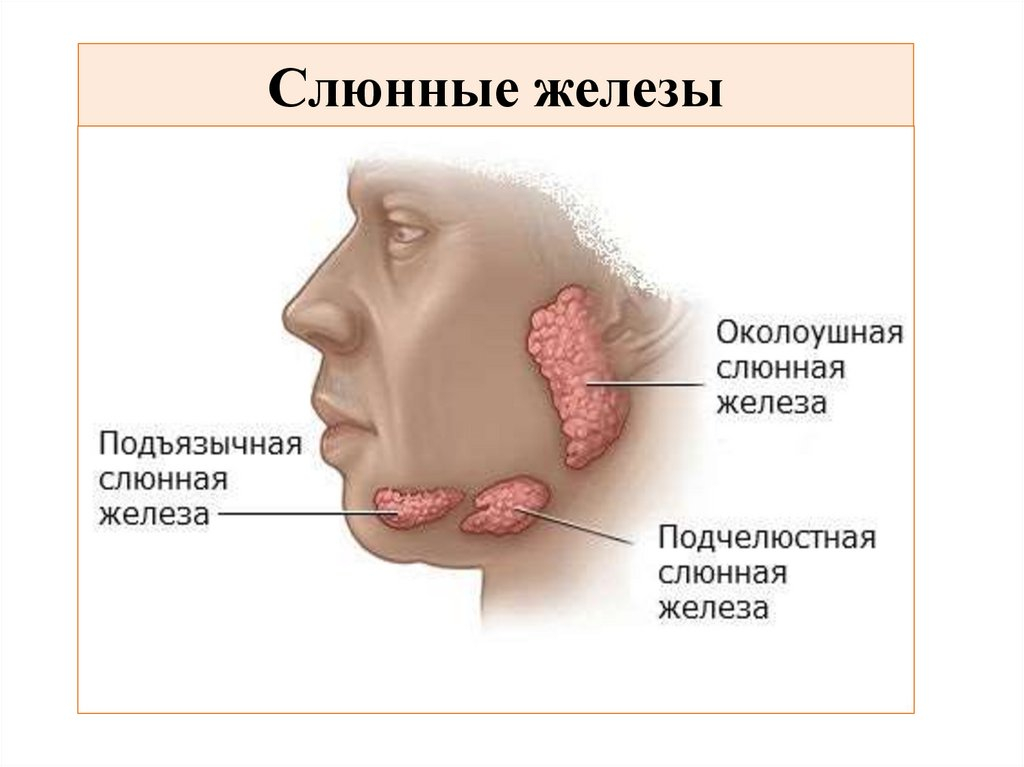 Рак слюнной железы симптомы и фото МРТ слюнных желез в Москве, цена на магнитно-резонансную томографию в центре Отк