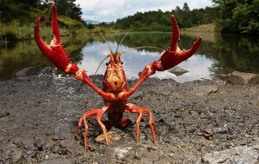 Рак смешное фото Кому свистел вор из Одессы. История выражения "Когда рак на горе свистнет" Попул