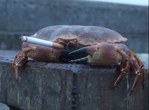 Рак смешное фото Steam Community :: :: Crab with Cigarette