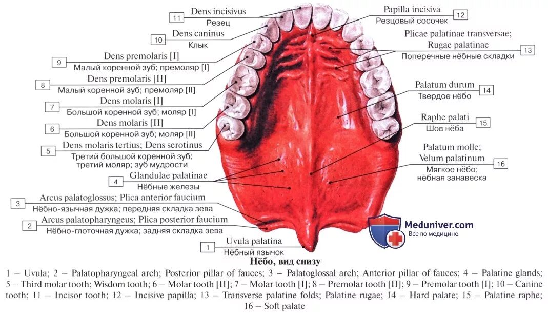 Рак твердого неба фото как выглядит Анатомия: Нёбо, palatum. Твердое небо. Мягкое небо