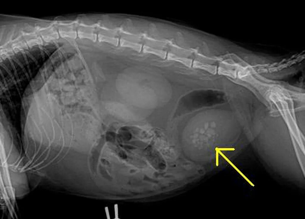 Рак у собак фото Удаление камней мочевой коту