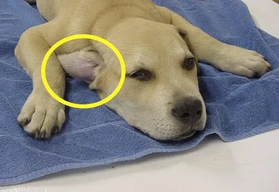 Рак у собак фото dog ear hematoma at home treatment - Best Deals Online - Up To 69% Off