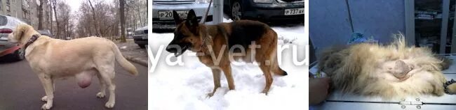 Рак у собак фото Опухоль молочной железы у собаки: симптомы, лечение, удаление опухоли, послеопер