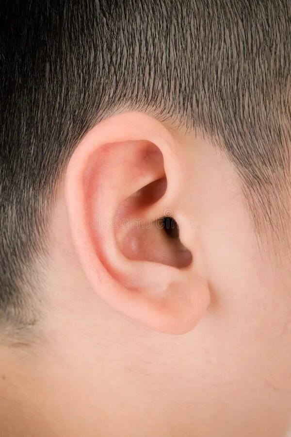 Рак уха фото 416 Ear Drum Stock Photos - Free & Royalty-Free Stock Photos from Dreamstime