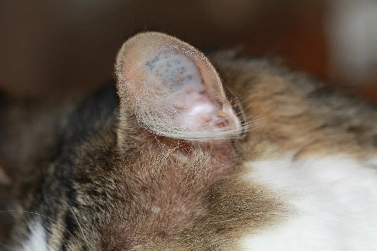 Рак уха у кошки фото Free Images : mouse, wildlife, pet, fur, mammal, ear, fauna, close up, nose, whi