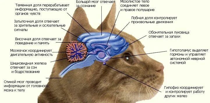 Рак уха у кошки как выглядит Пин на доске Кошки и собаки