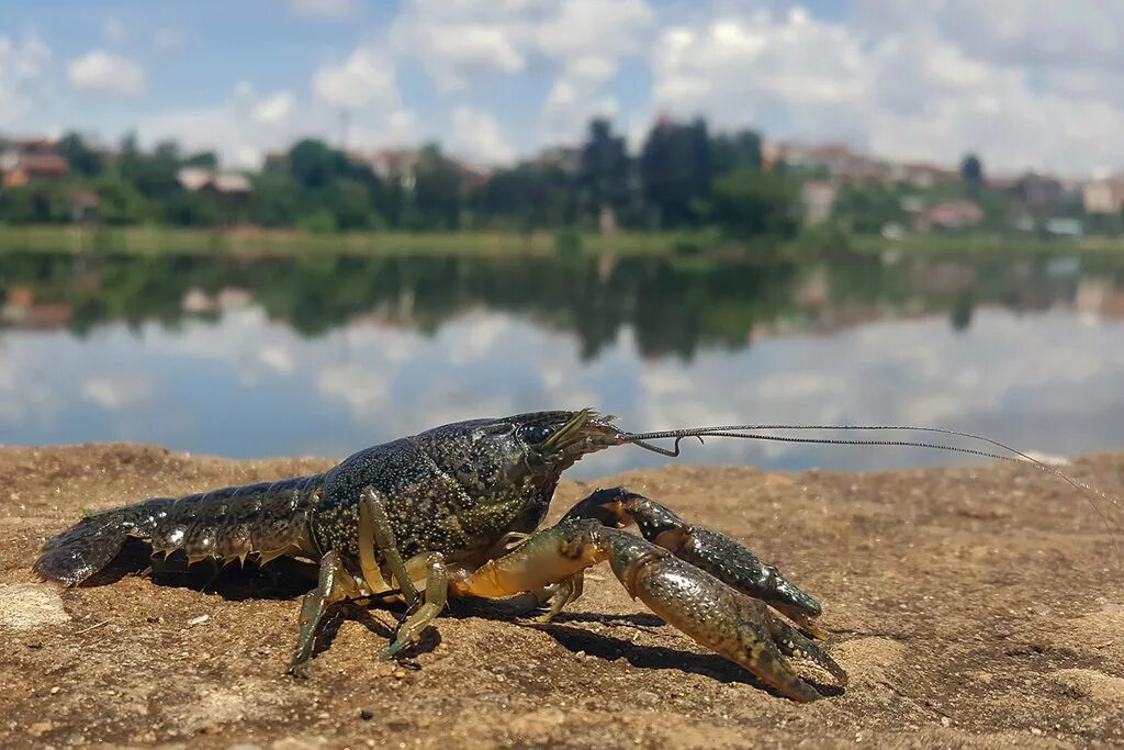 Рак в реке фото Invasive, self-cloning marbled crayfish now a prohibited species in Michigan