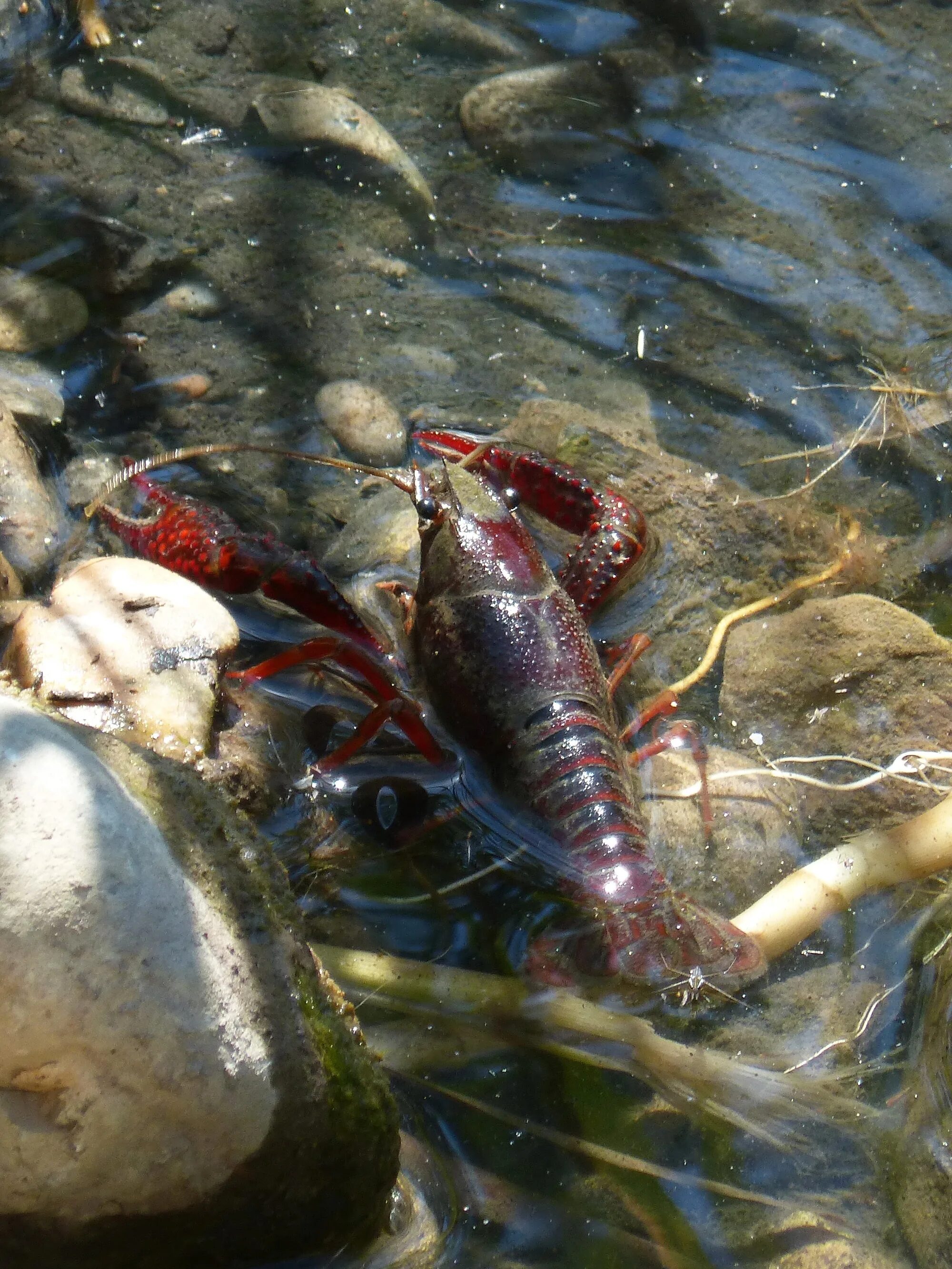 Рак в реке фото Free Images : river, pond, food, seafood, fish, fauna, invertebrate, plague, cra