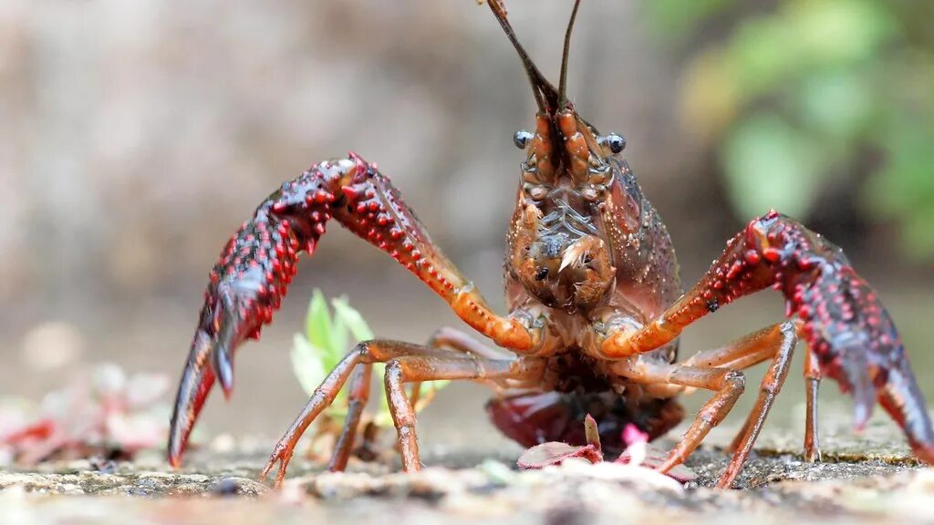 Рак века фото crayfish coniferconifer Flickr