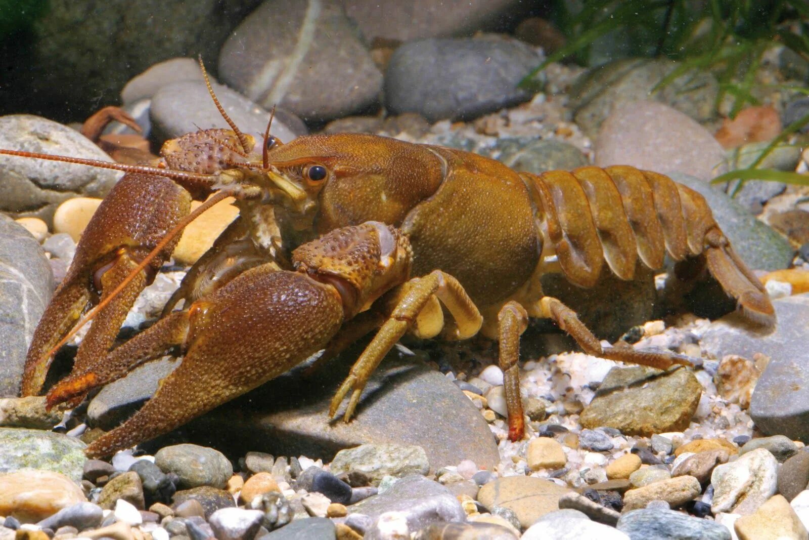 Рак века фото CRUSTACEA (Crustáceo) - Eucarida, Ordem Decapoda. // CRUSTACEA (Crustacean) - Eu