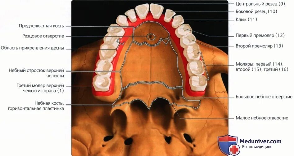Рак верхнего неба фото Введение в лучевую диагностику верхней челюсти, нижней челюсти, височно-нижнечел
