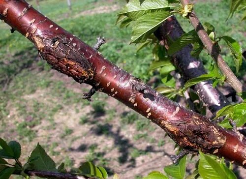 Рак вишни фото Canker diseases on shade and forest trees: Part 1 - MSU Extension