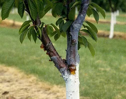 Рак вишни на стволе фото Bacterial Canker Apple Tree Bark Diseases Pictures Best Sale bellady.by