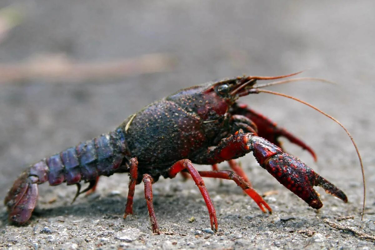 Рак волос фото Crawfish can be eaten raw in a survival situation, just remove the tail first! E