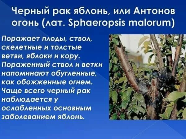 Самые опасные болезни плодовых и способы борьбы с ними НПО "Сады России" - когда