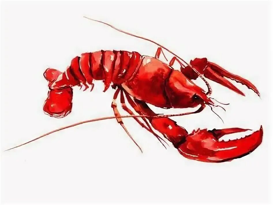 Рак животное картинка Art Print: Lobster by Suren Nersisyan : 18x24in Stretched canvas prints, Graphic