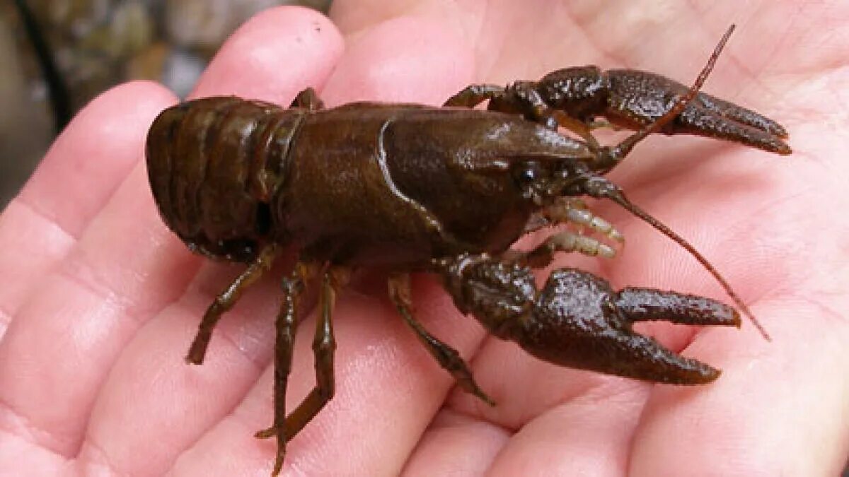 Рак животное картинка Investigation into crayfish plague on river bruskey Anglo Celt