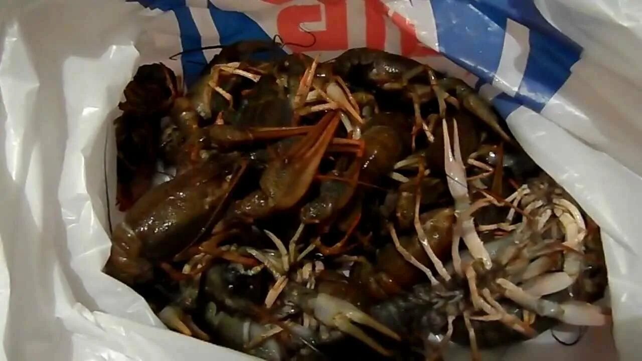 Раки в ванне фото Живые раки - live crabs - YouTube