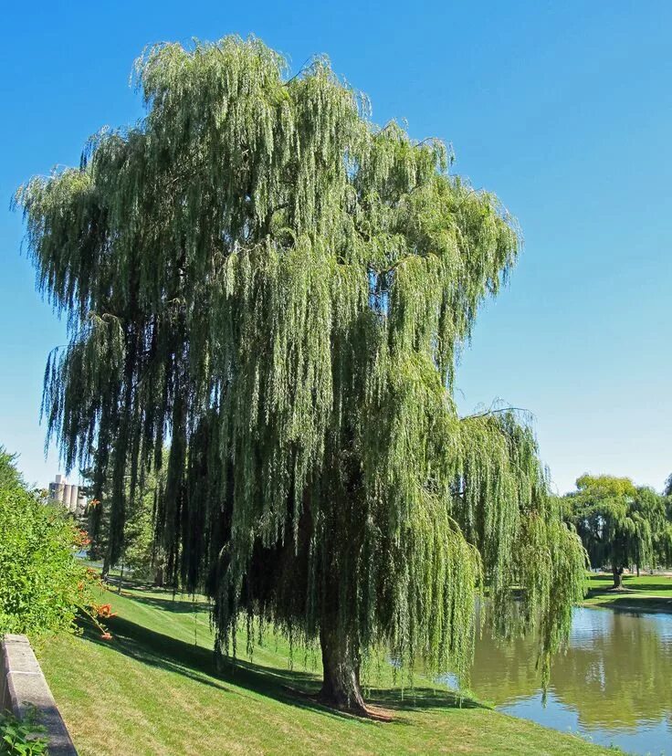 Ракита дерево фото Lessons from the Willow Tree Willow tree, Weeping willow tree, Weeping willow