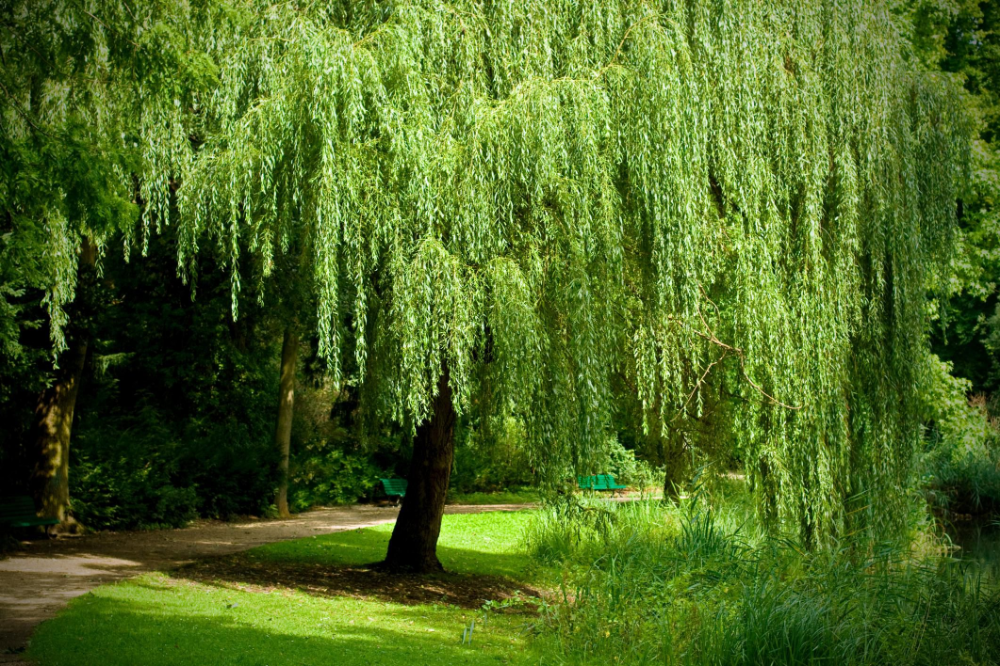 Ракита дерево фото How to Grow and Care for a Weeping Willow Tree Weeping willow tree, Weeping will