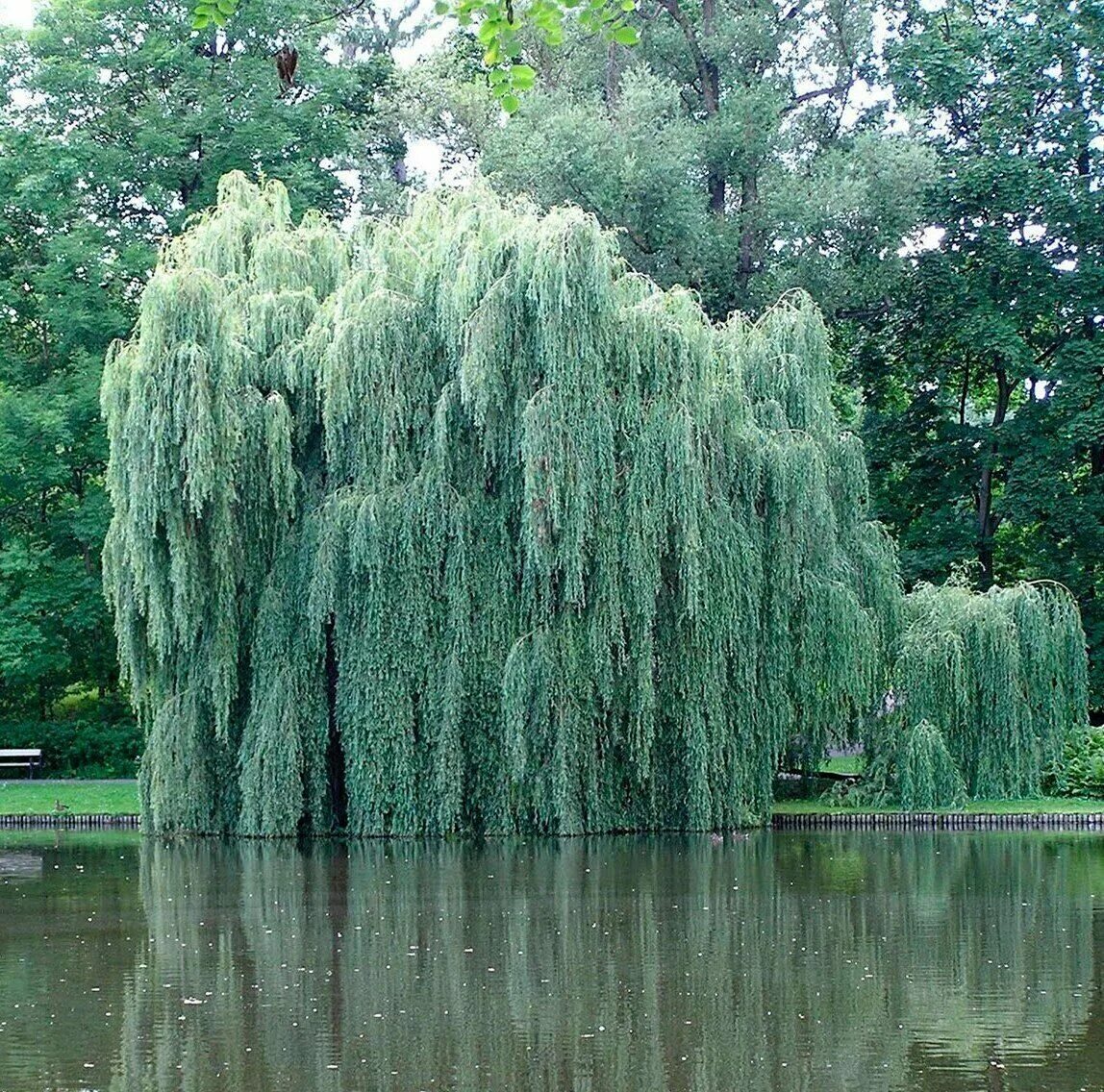 Pin on Structural planting - British native trees