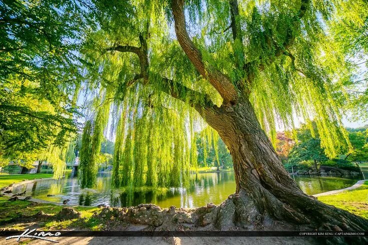 Ракита дерево фото Around the World in 80 Trees: (The perfect gift for tree lovers) Weeping willow,