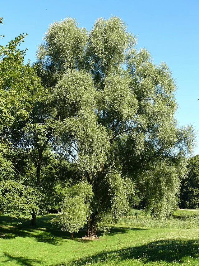 Ракита дерево фото L'Arbre, le Maire et la Médiathèque - Wikipédia