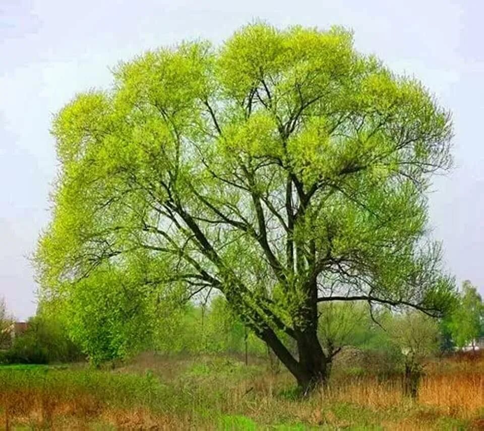 Ракита дерево фото Amazon.com: Sourwood Tree