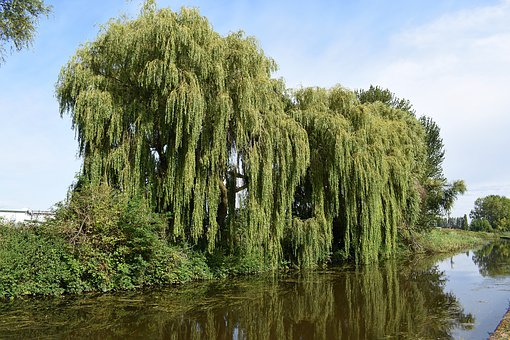 Ракита дерево фото Willow Trees Canal Water - Free photo on Pixabay Nature photos, Willow tree, Fre