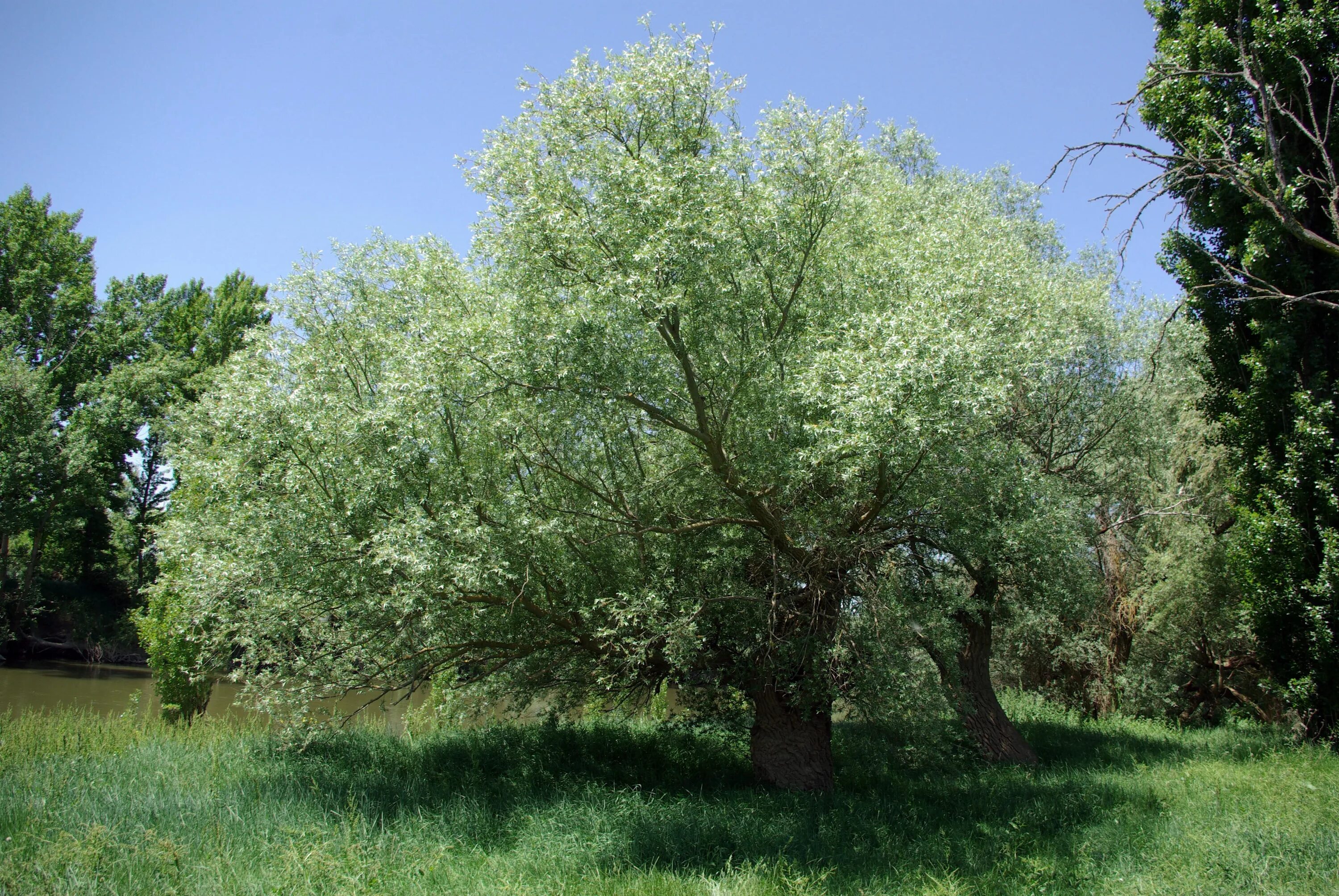 Ракита дерево фото Pin on Structural planting - British native trees