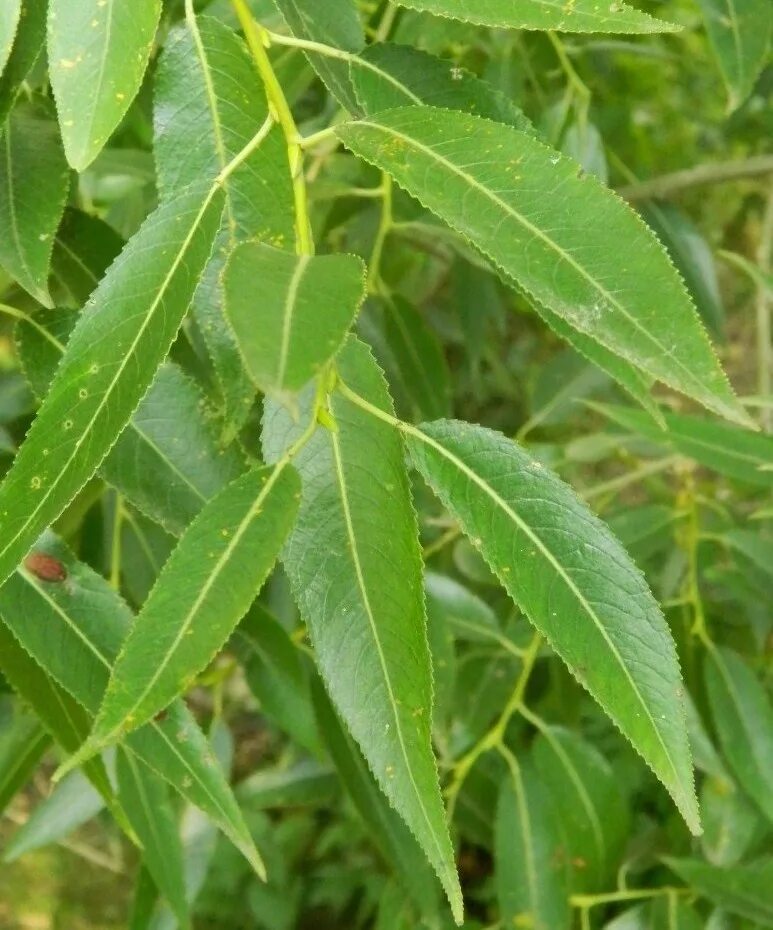 Ракита дерево фото листья Salix euxina - Image of an specimen - Plantarium