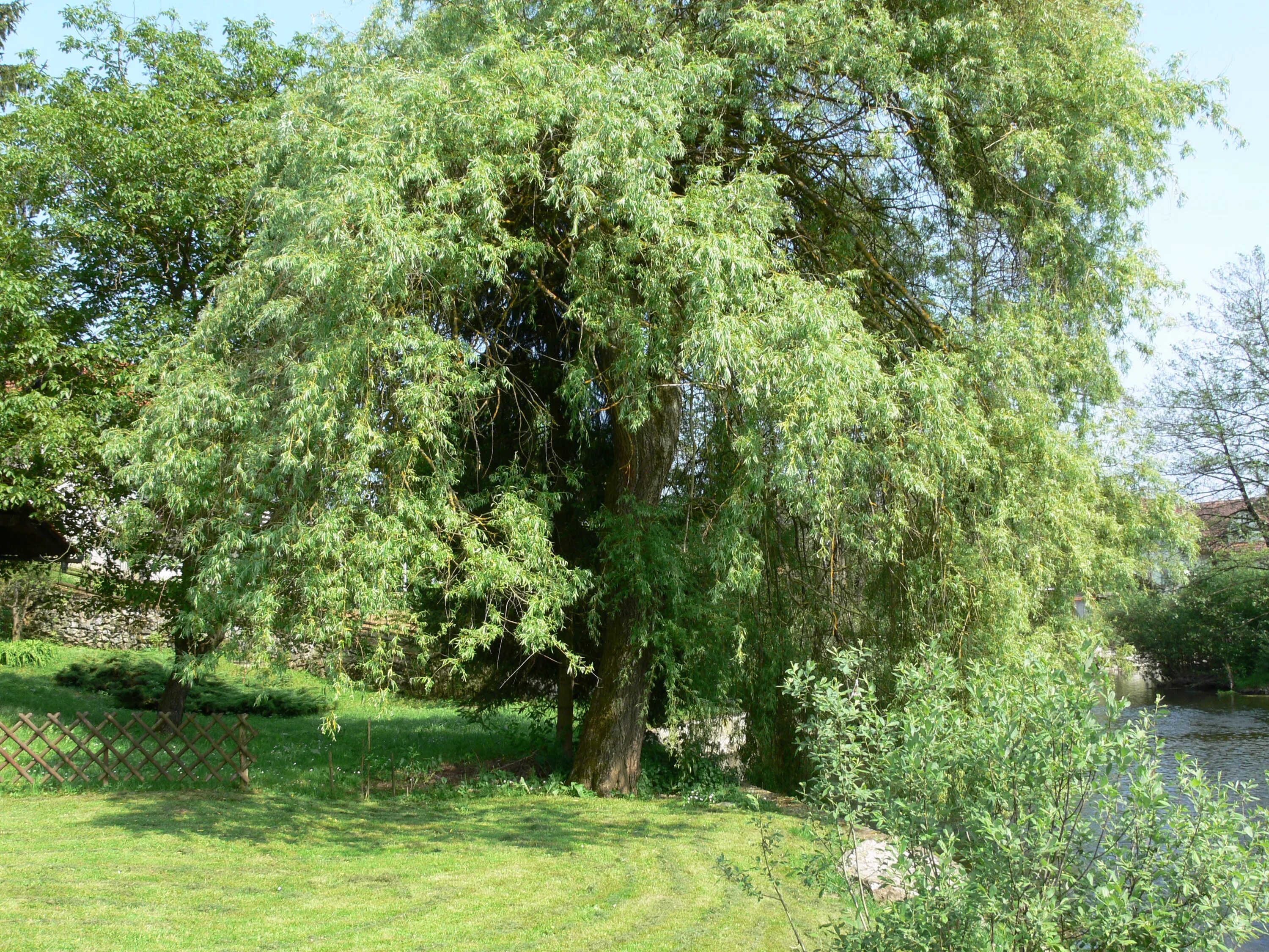 Ракита дерево фото листья Free Images : nature, flower, green, produce, evergreen, botany, garden, willow,