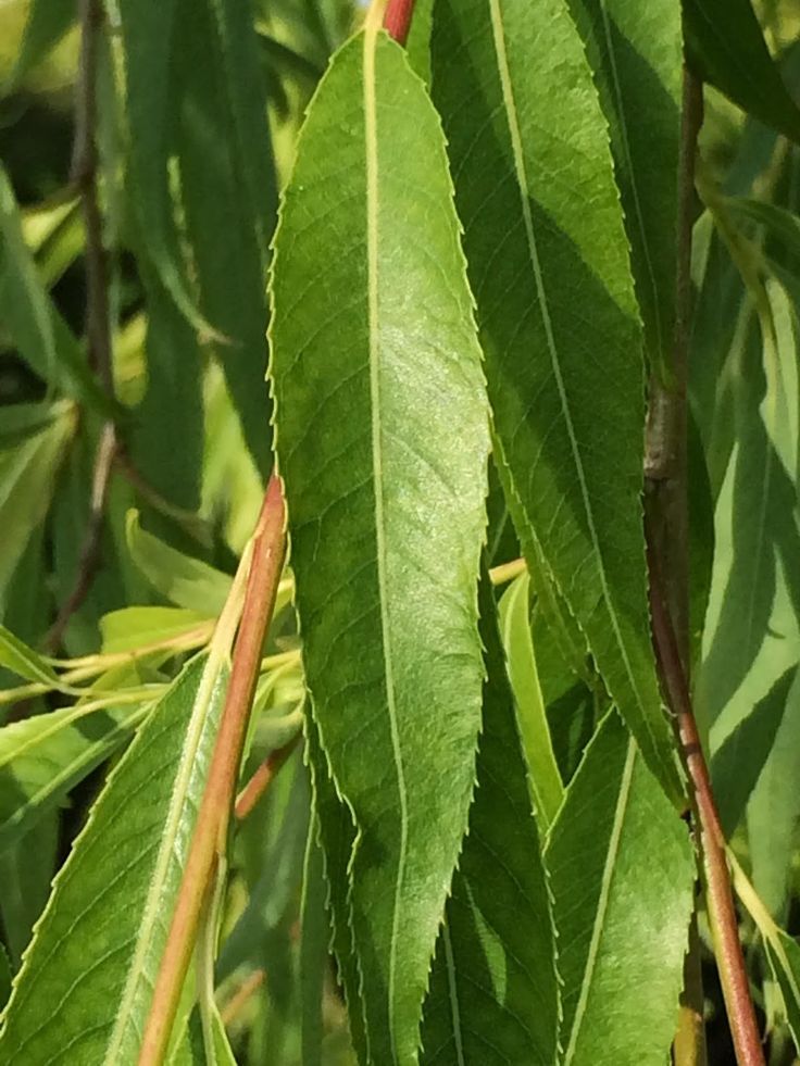 Ракита дерево фото листья Weeping Willow leaf in 2024 Willow leaf, Leaves, Plant leaves