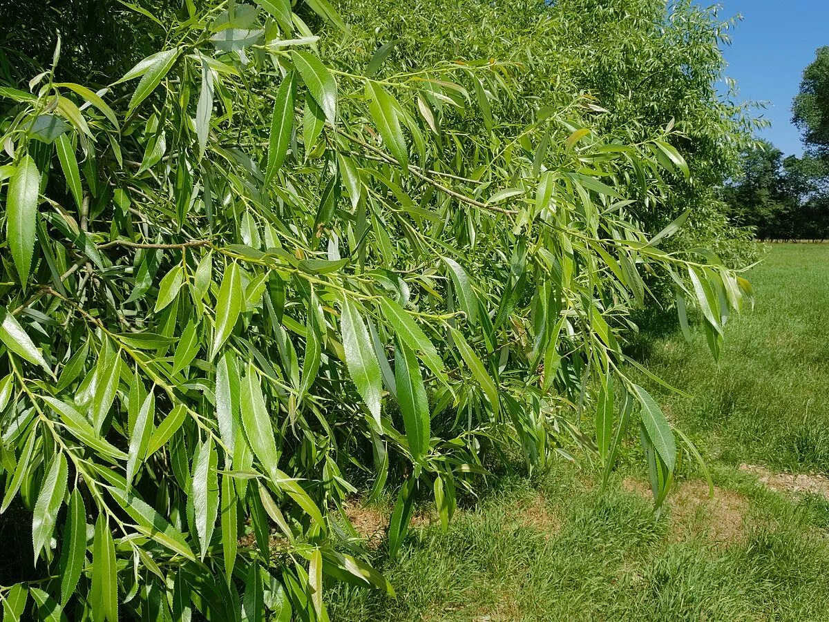 Ракита дерево фото листья Salix fragilis - Vikipedi