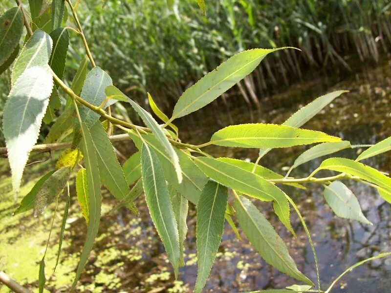 Ракита дерево фото листья Salix euxina - Image of an specimen - Plantarium