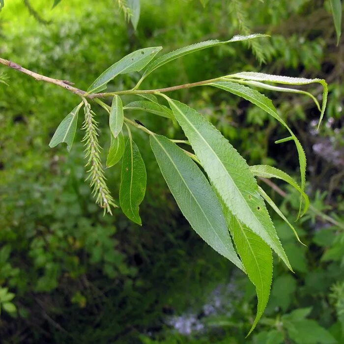 Ракита дерево фото листья Salix fragilis (Salgueiro Frágil ou Vimeiro) Fonte:http://www.thewildflowersocie