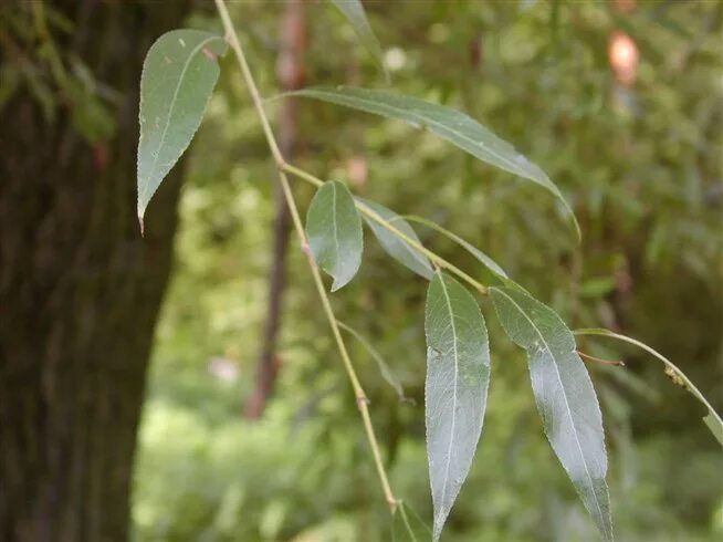 Ракита дерево фото листья Ива ломкая, ракита - Salix fragilis L. - Мегаэнциклопедия Кирилла и Мефодия - ме