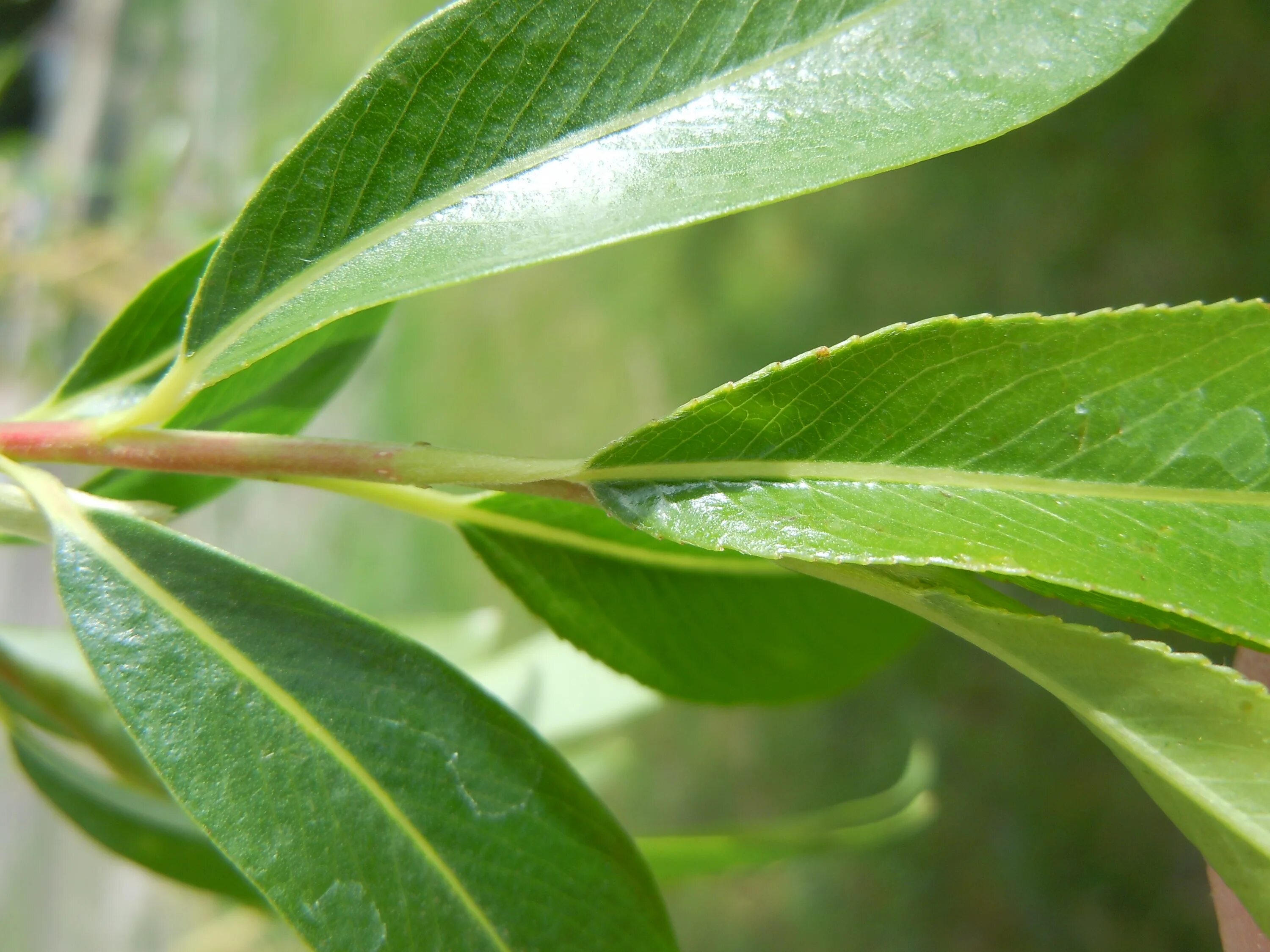 Ракита дерево фото листья File:Salix fragilis closeup.jpg - Wikimedia Commons