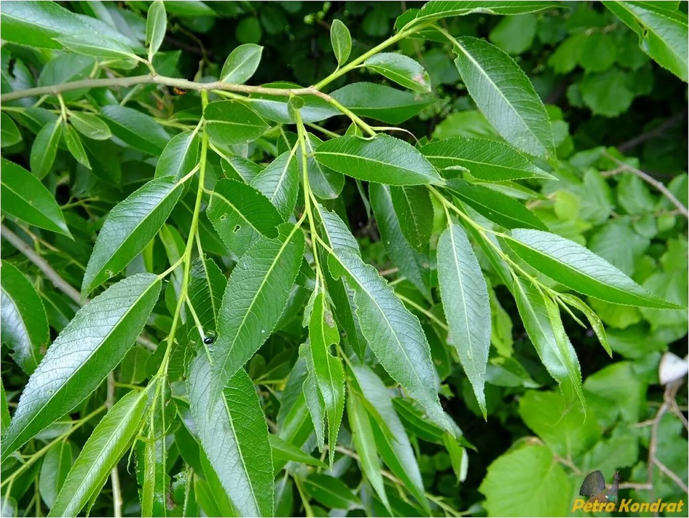 Ракита дерево фото листья Salix euxina - Image of an specimen - Plantarium