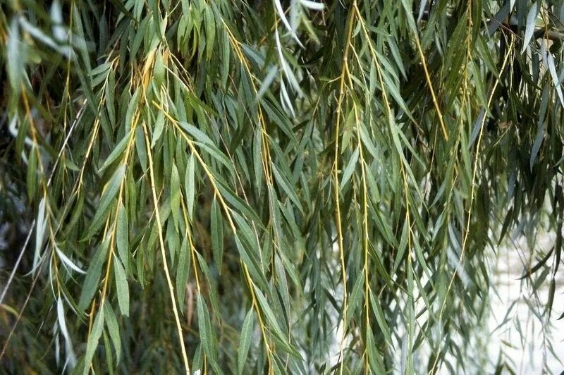 Ракита дерево фото листья Willow Weeping willow tree, Weeping willow, Shade trees