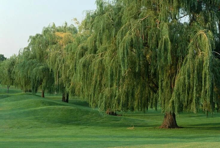 Ракита фото дерева и листьев 12 Willow Trees and Shrubs to Consider for Your Landscape Тенистые деревья, Быст